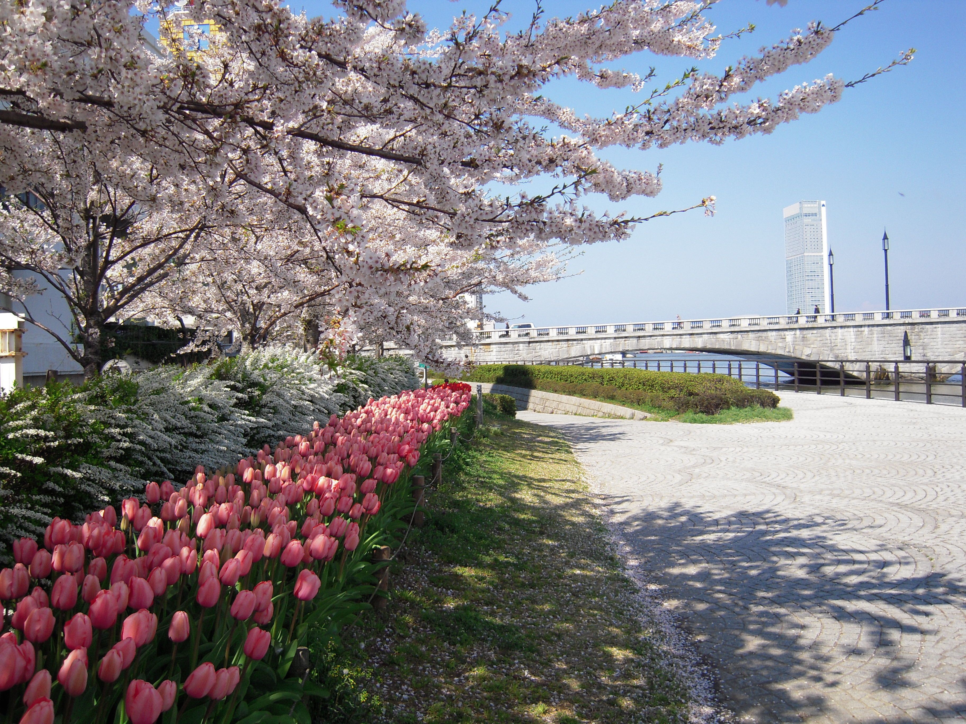 Un sendero bordeado de tulipanes rosados y cerezos en flor, que lleva a un puente sobre el agua.