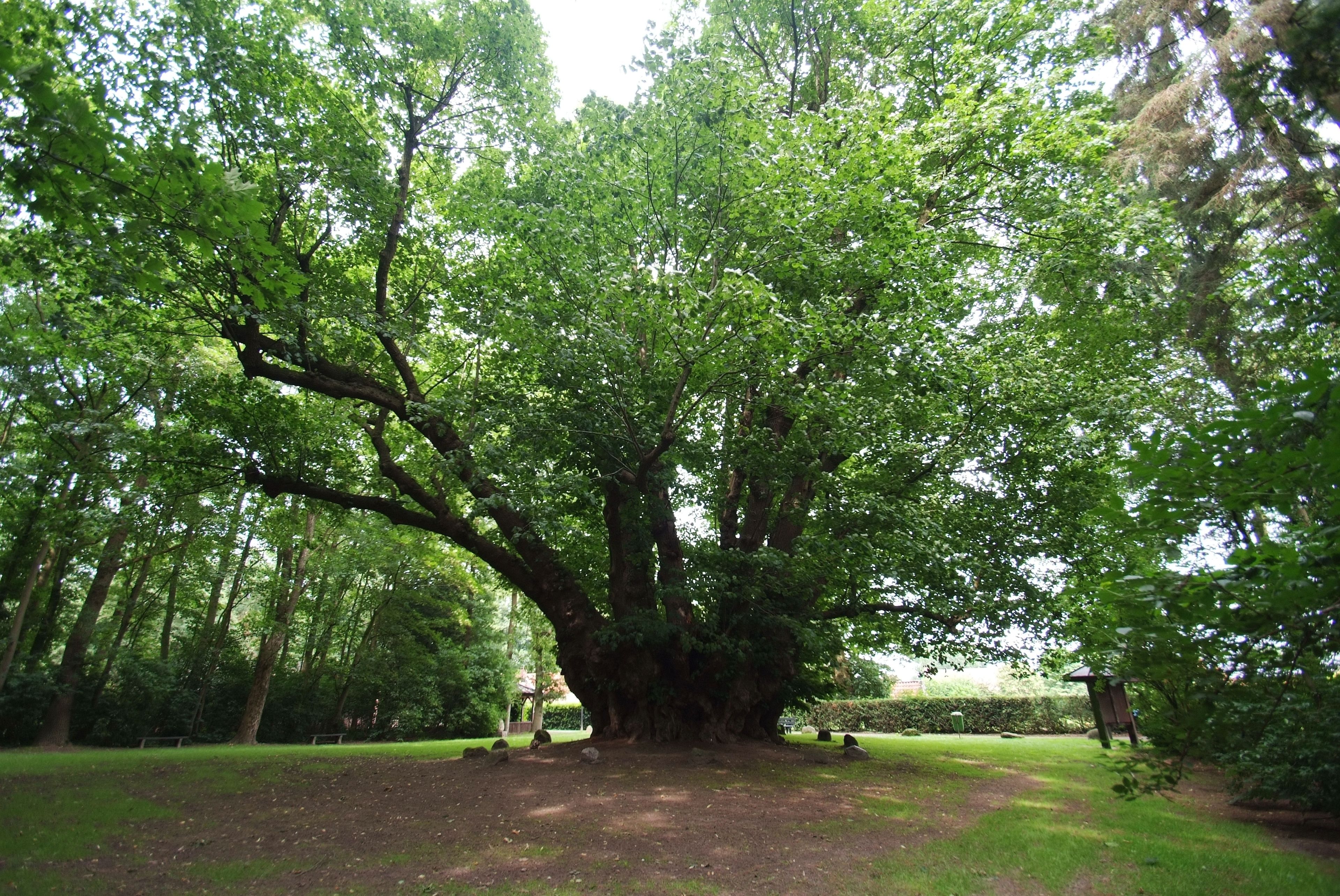 Un gran árbol en un parque con césped cuidado y una estructura de madera al fondo.