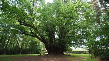 Un gran árbol en un parque con césped cuidado y una estructura de madera al fondo.