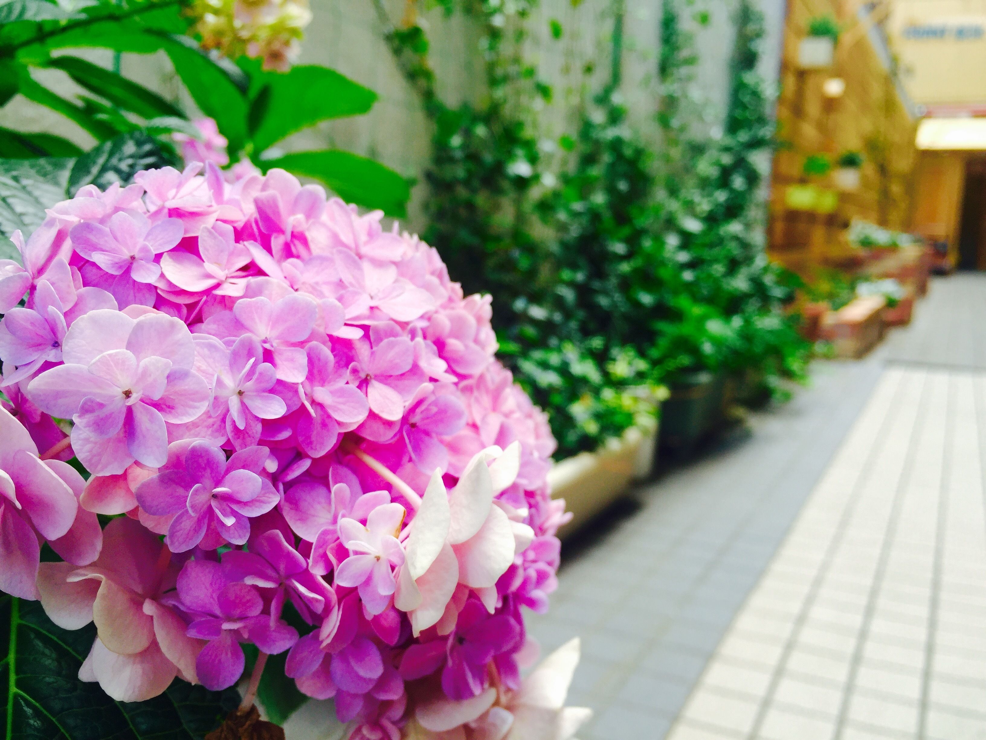 A cluster of pink hydrangea flowers in a garden setting.