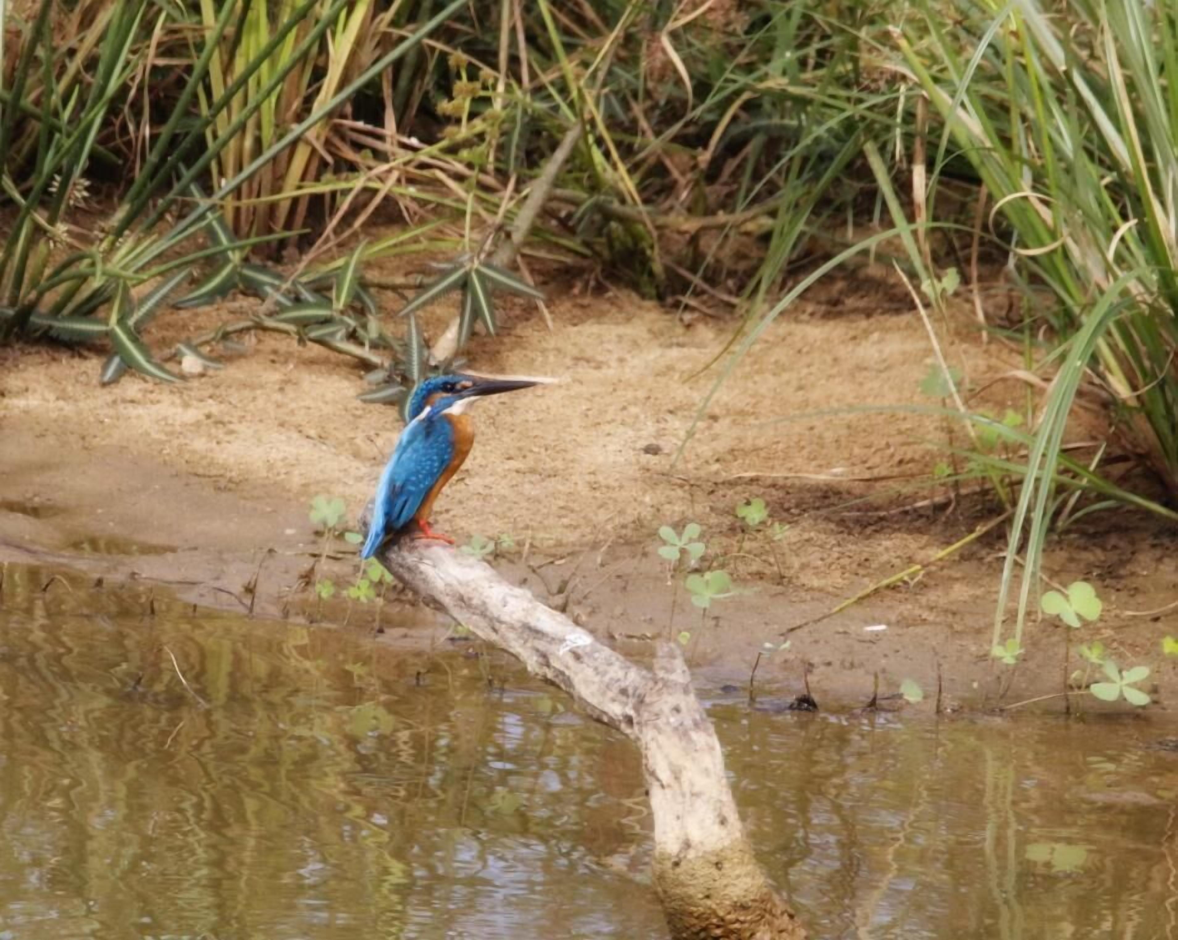 Un martin-pêcheur était perché sur une branche au-dessus d’une étendue d’eau boueuse, avec de hautes herbes en arrière-plan.