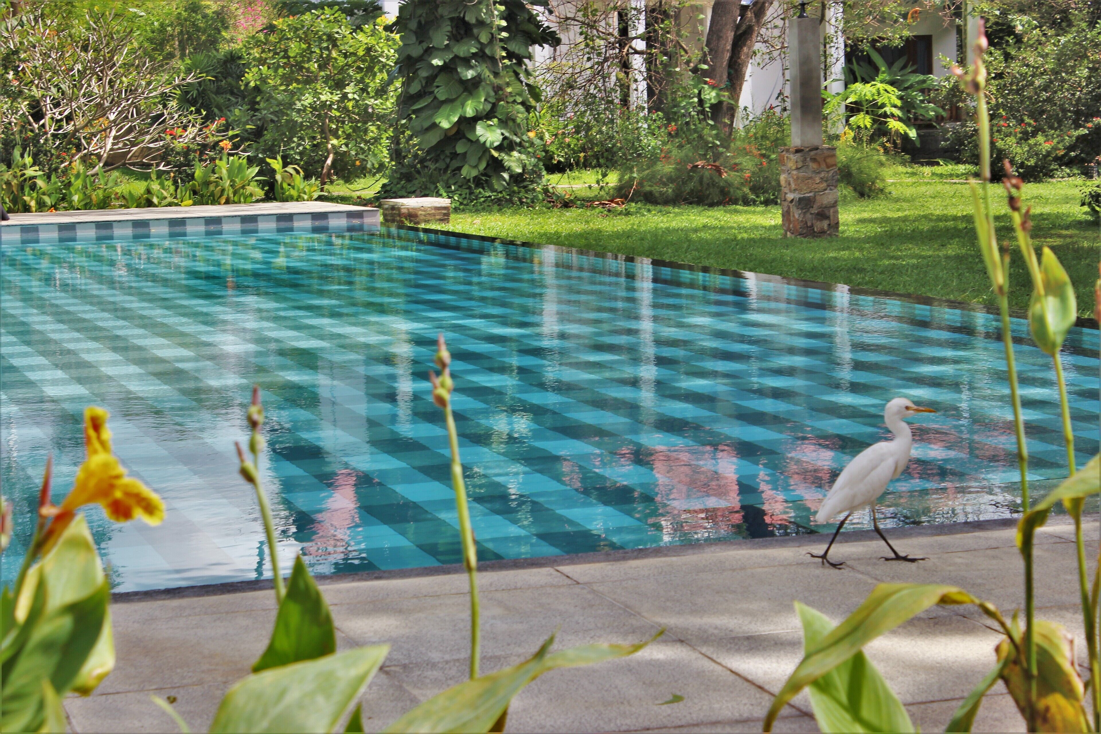 A swimming pool with a tiled pattern, surrounded by greenery and a bird.