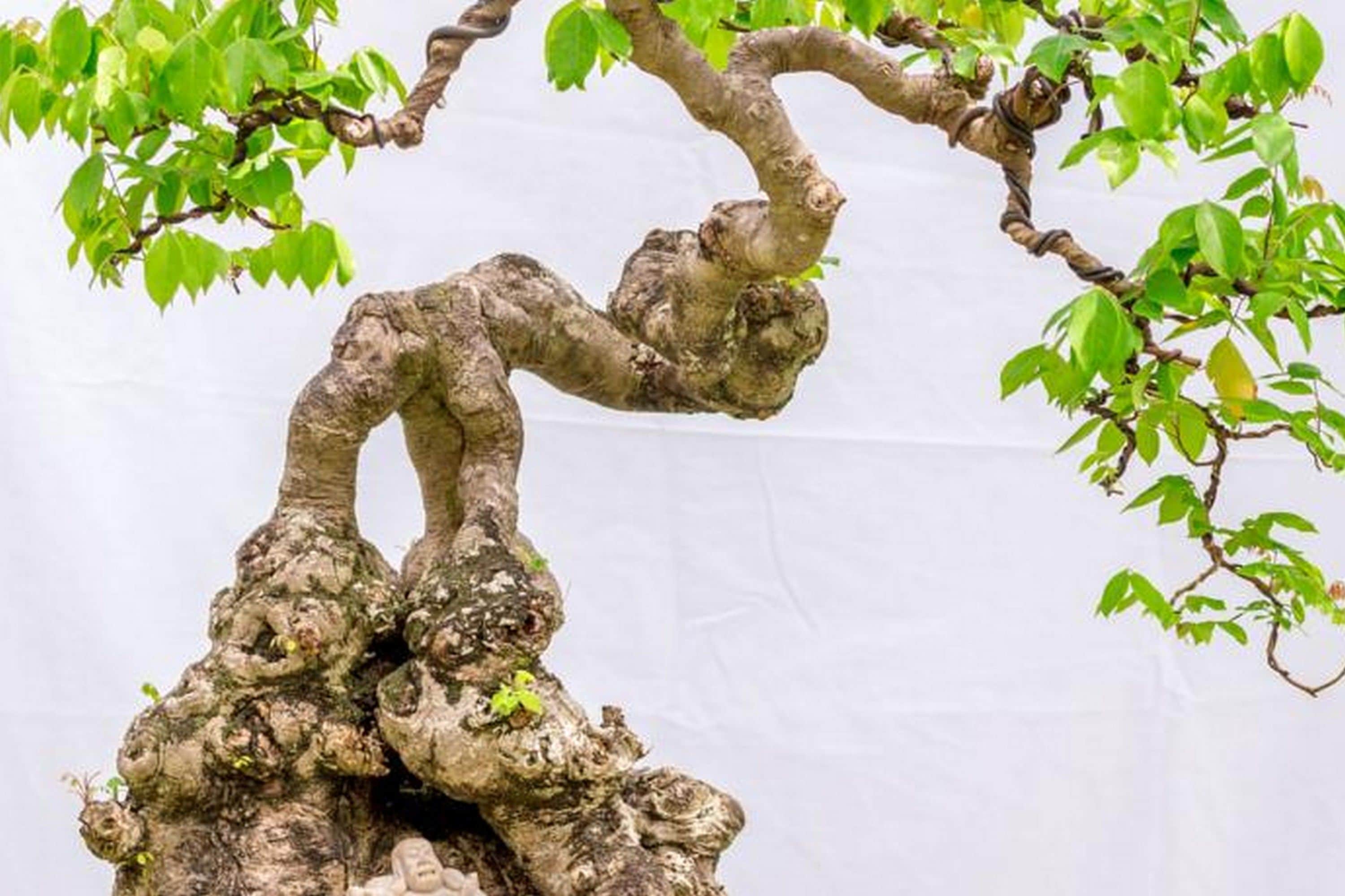 Foto - Bonsai Villa Hoi An