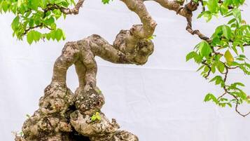 Un árbol bonsái con ramas retorcidas y hojas verdes sobre un fondo liso.