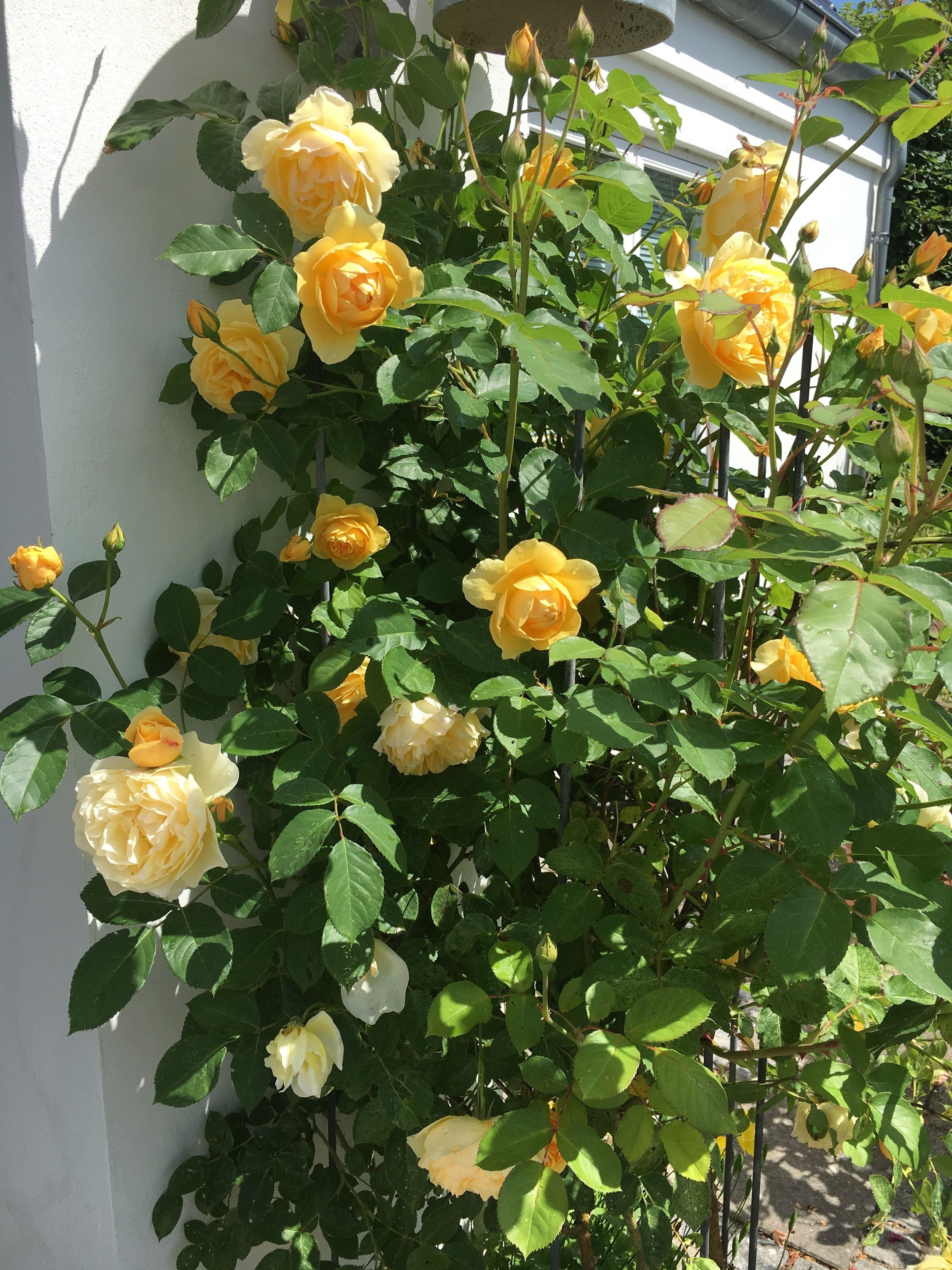 Un rosal con rosas amarillas y blancas frente a una pared blanca.
