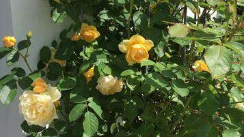 Un rosal con rosas amarillas y blancas frente a una pared blanca.