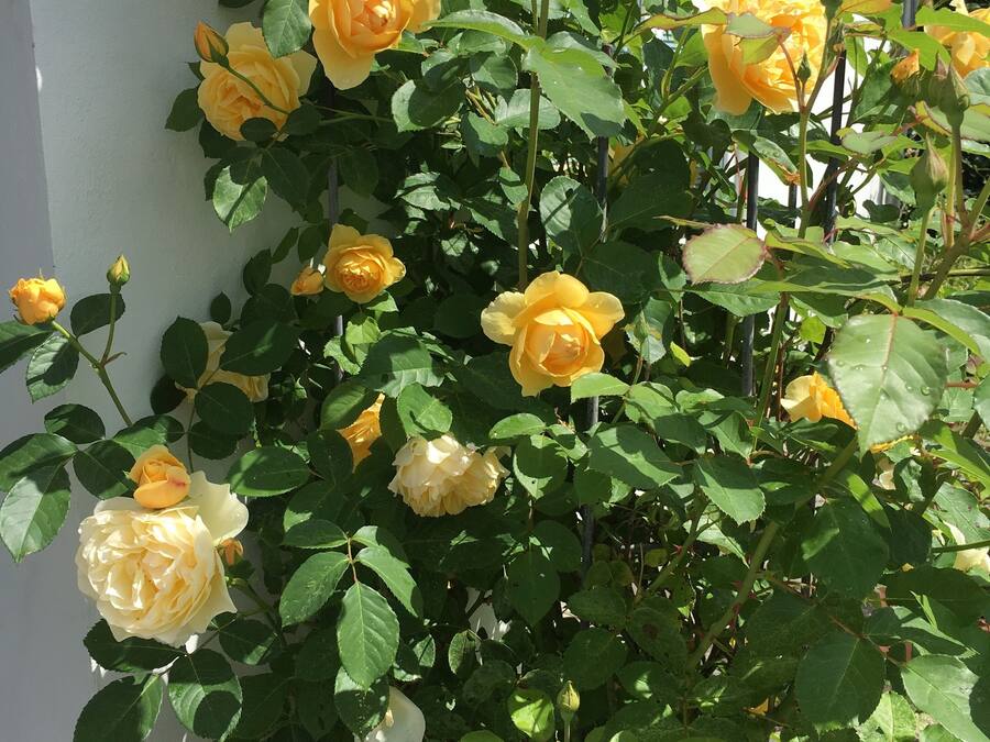 Un rosal con rosas amarillas y blancas frente a una pared blanca.