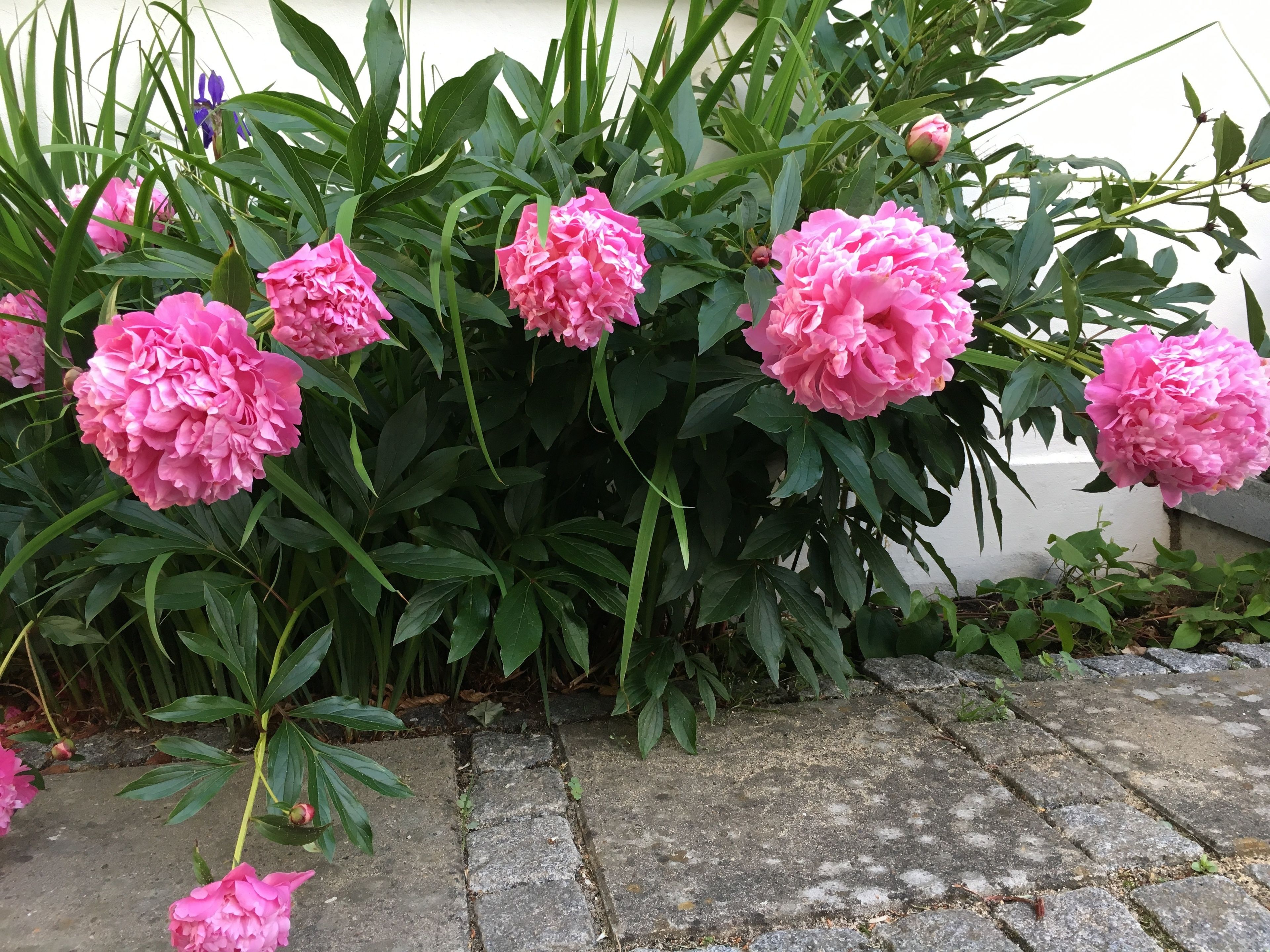 Un jardín con peonías rosadas y follaje verde.
