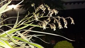 A night scene with a building in the background, a potted plant in the foreground, and a bright light source. - City Resort (Anuradhapura)