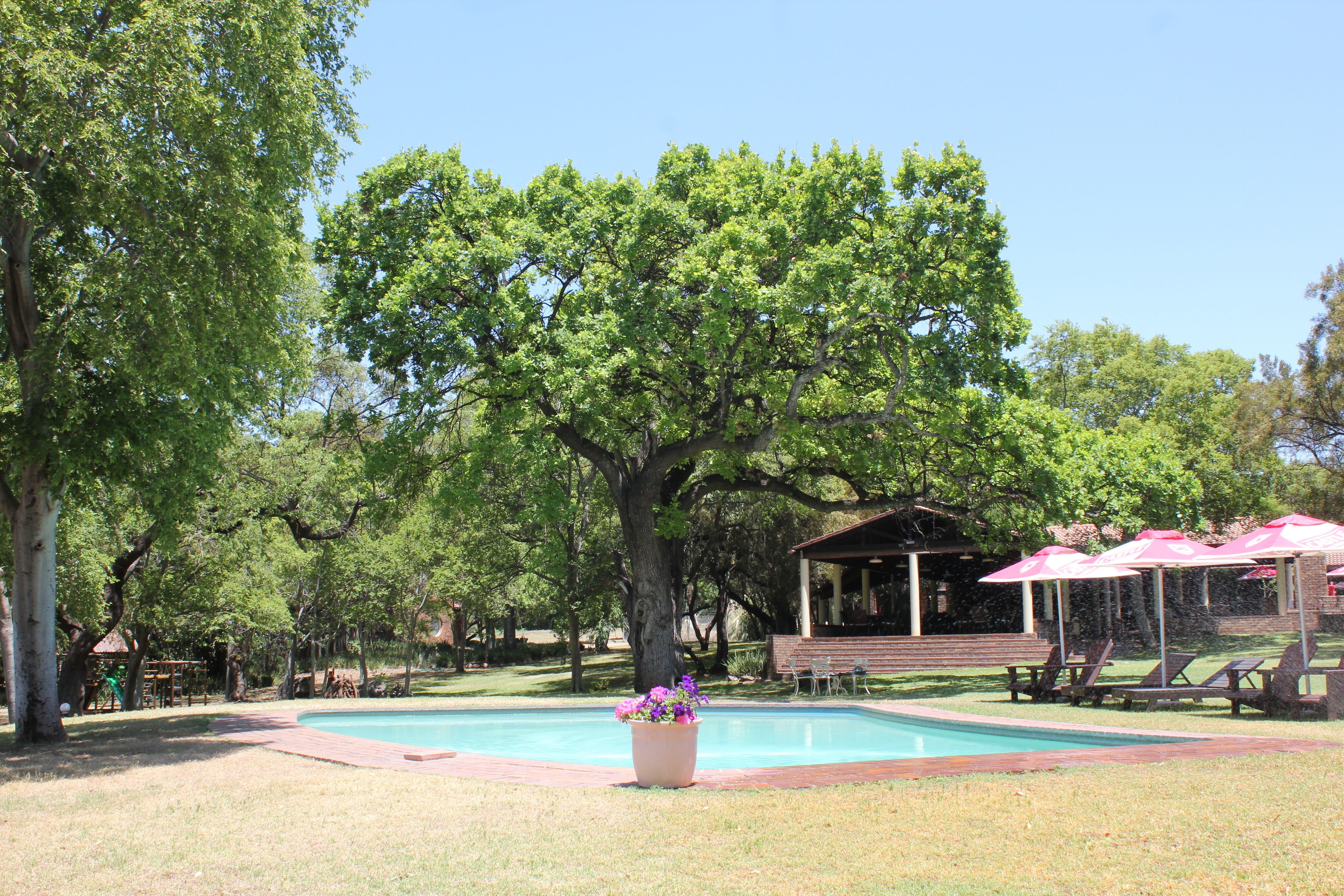 Ein Poolbereich mit einem großen Baum, Liegestühlen und einem Pavillon.