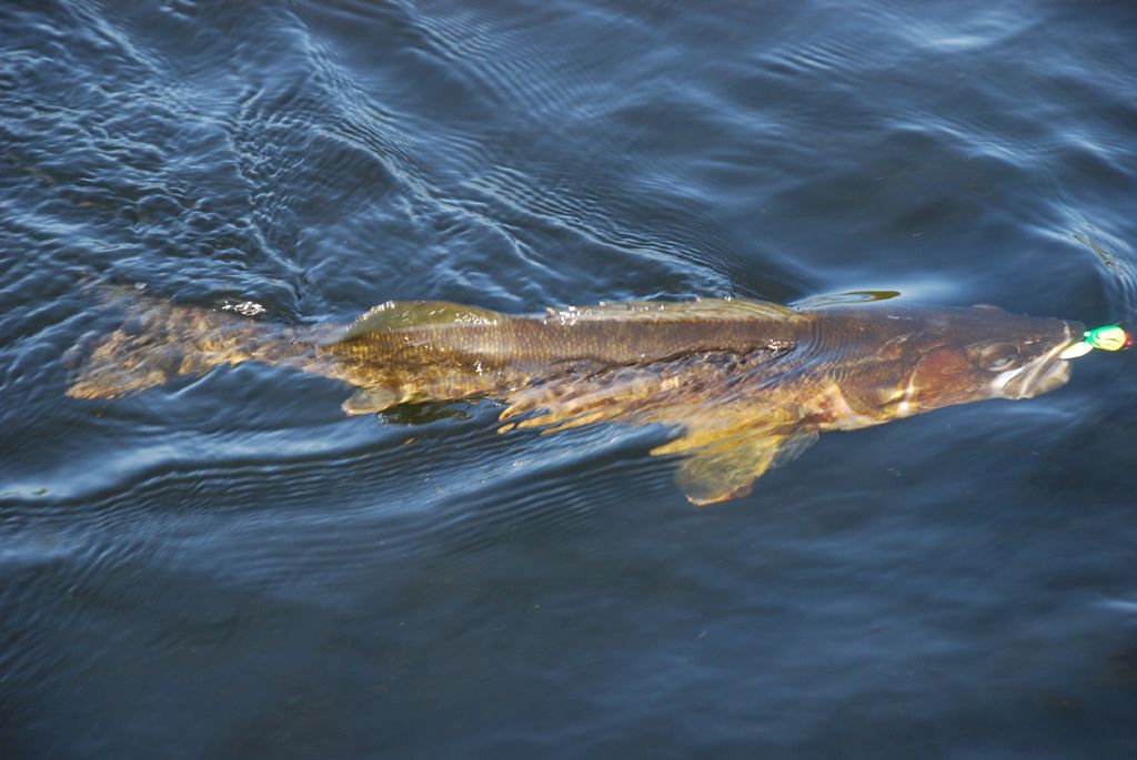 Een vis met een kunstaas in het water.