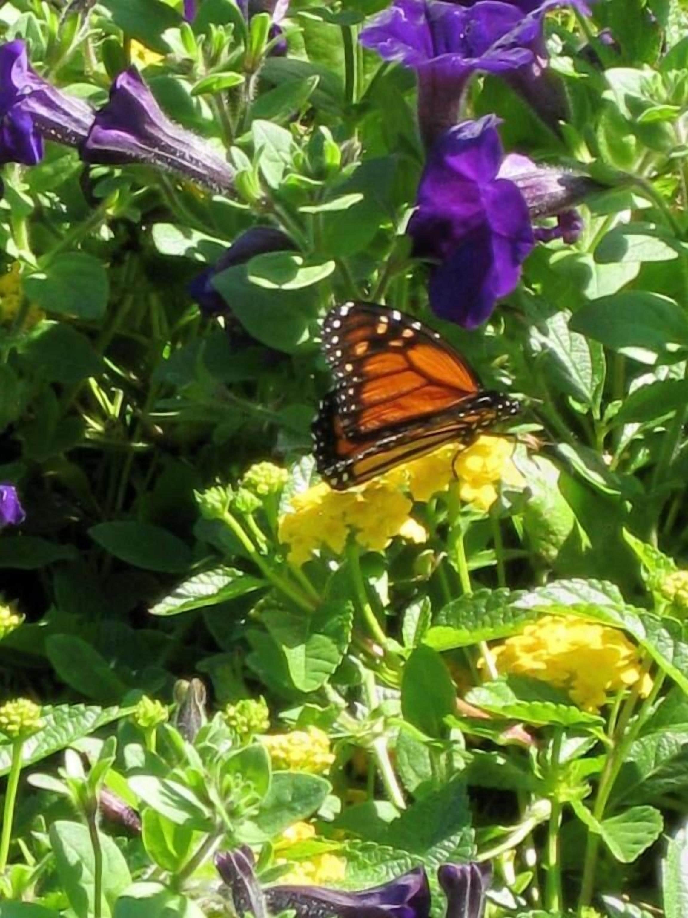Una mariposa sobre flores moradas.