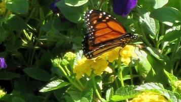 Una mariposa sobre flores moradas.