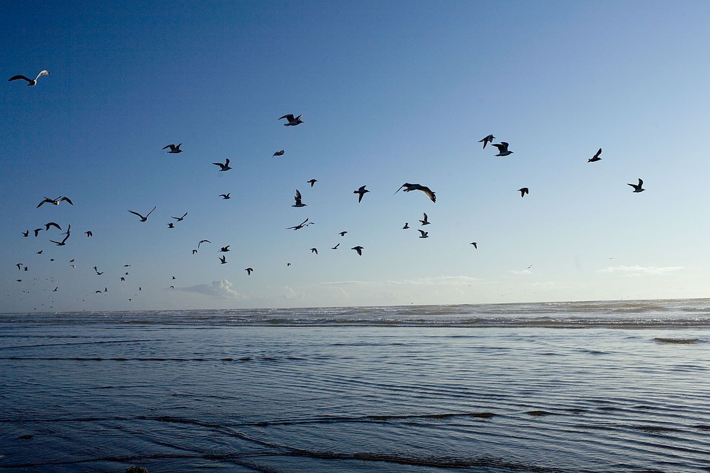 Een strand met golven en een zwerm vogels in de lucht.