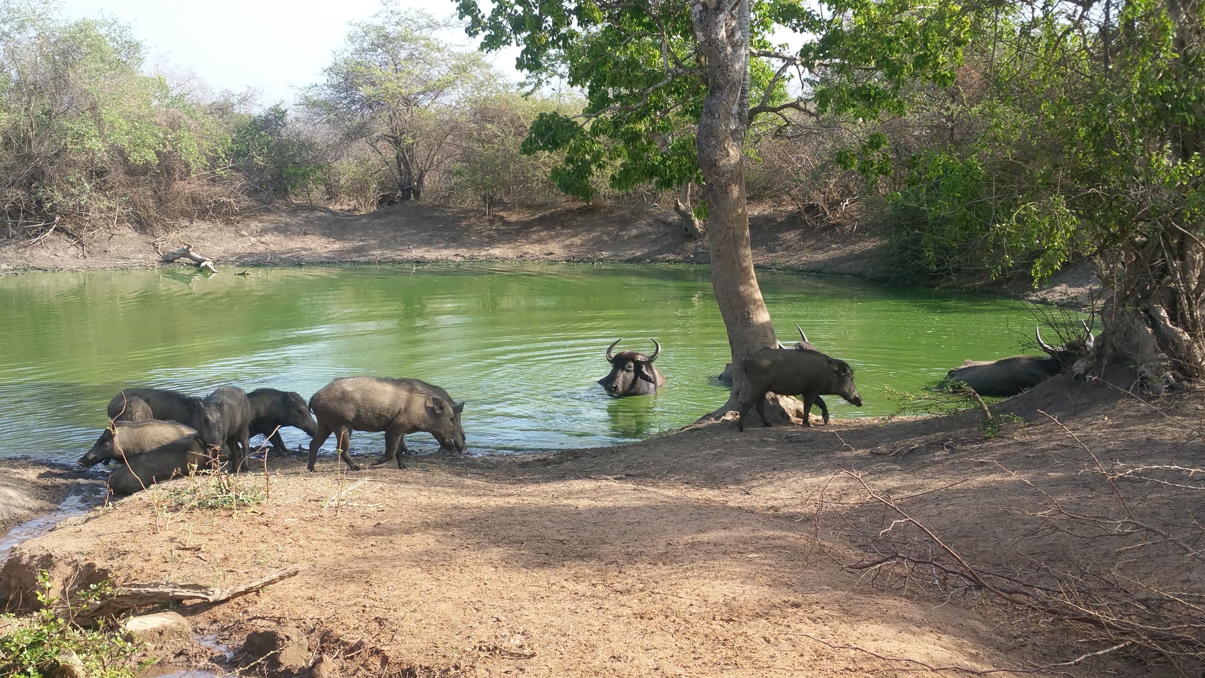 Foto - Heina Nature Villa Colombo