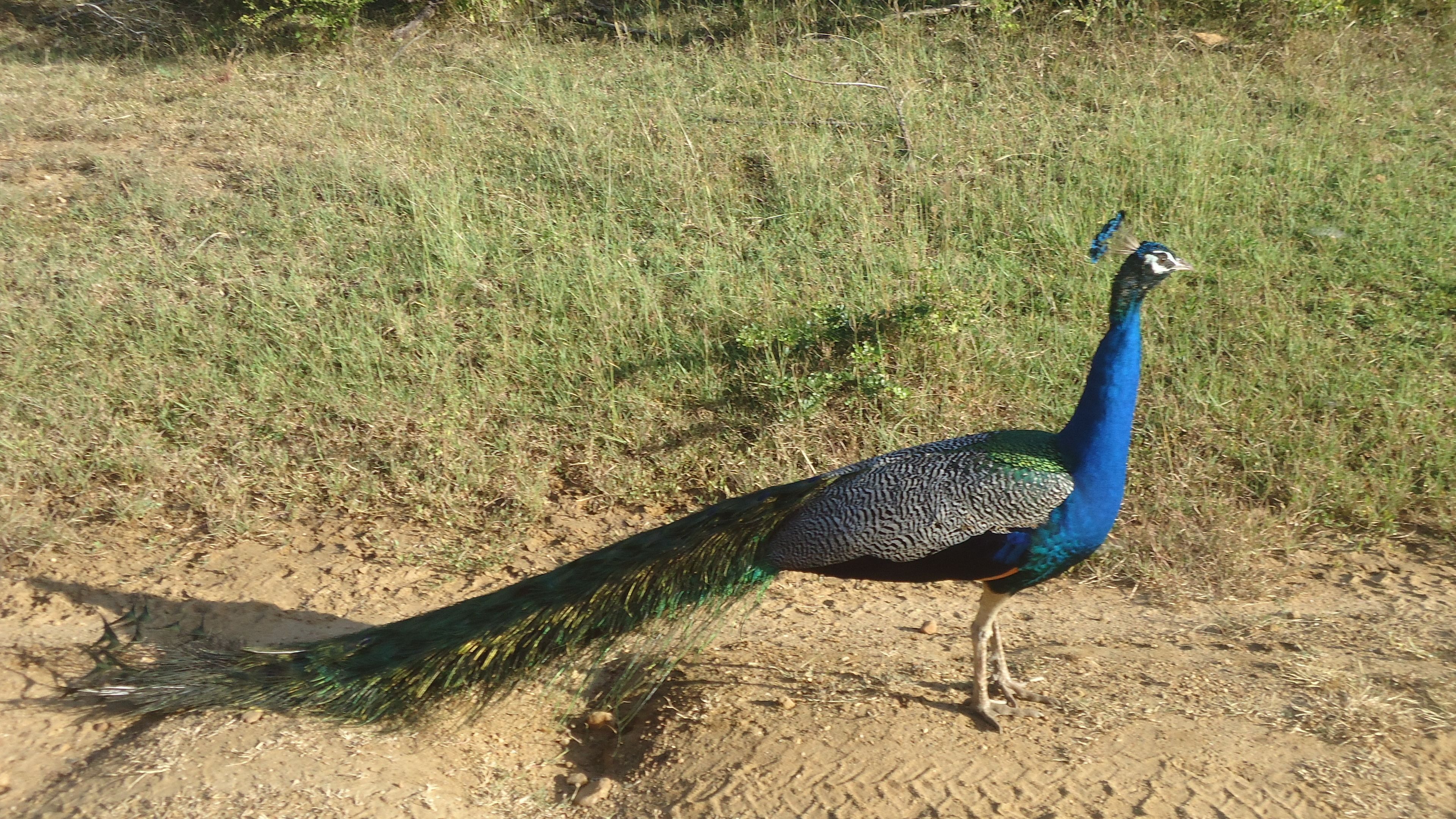 Ein Pfau steht auf einem Feldweg, im Hintergrund trockene Gräser.