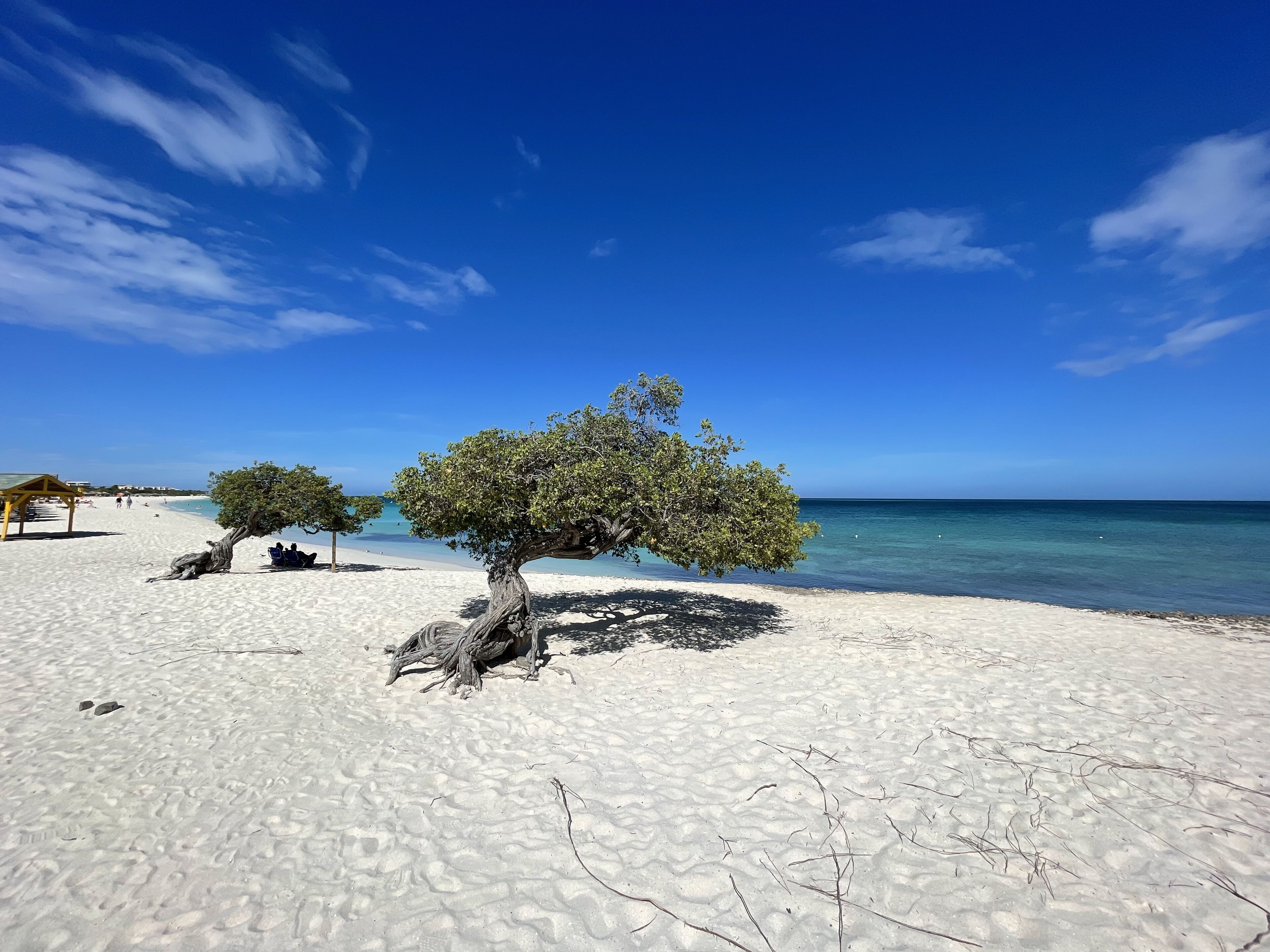 A beach with white sand, clear blue water, and a large tree in the foreground.