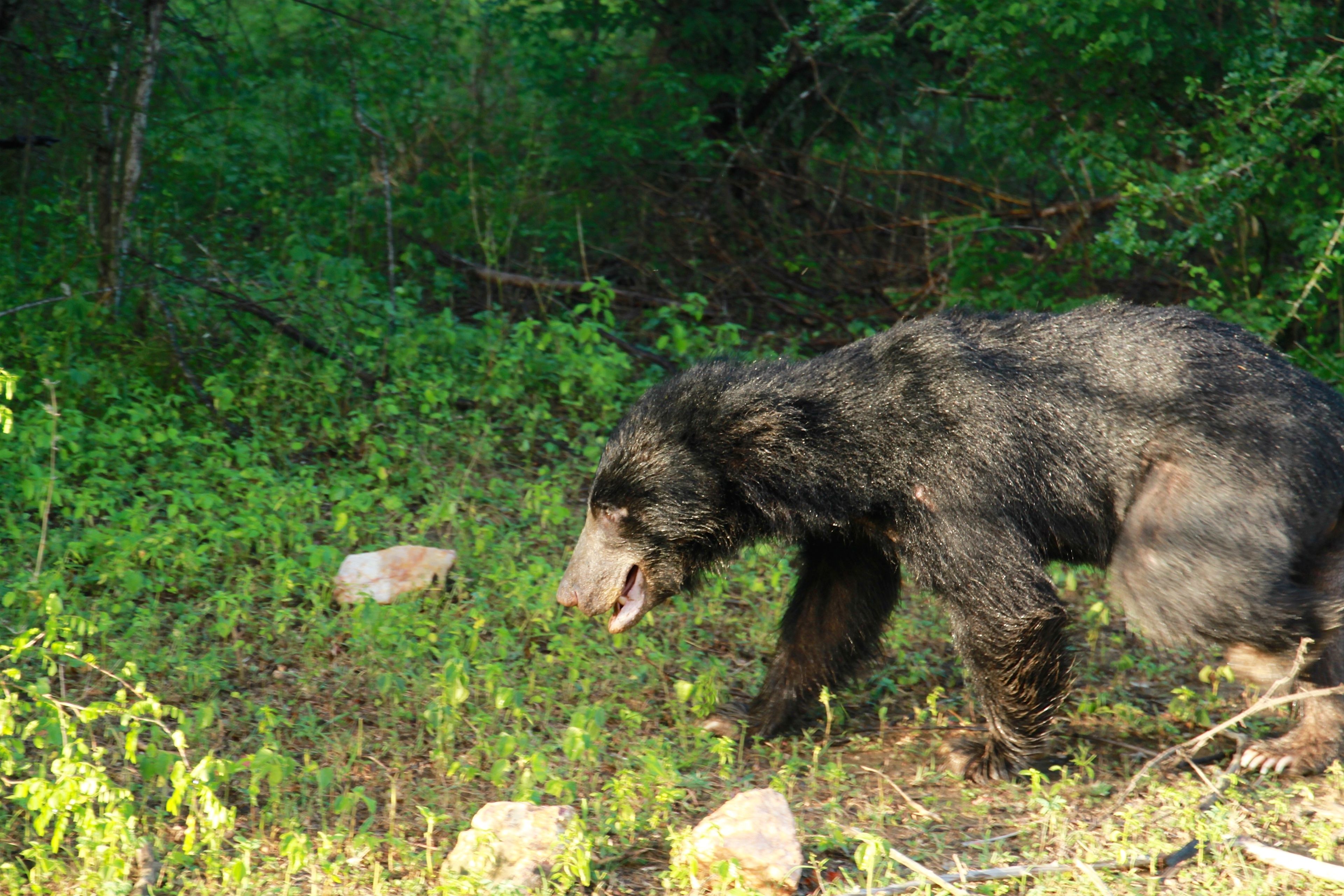 A bear in a natural setting with dense foliage and rocks.