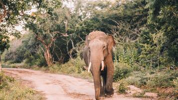 Un elefante caminando sobre un sendero de tierra rodeado de vegetación exuberante.