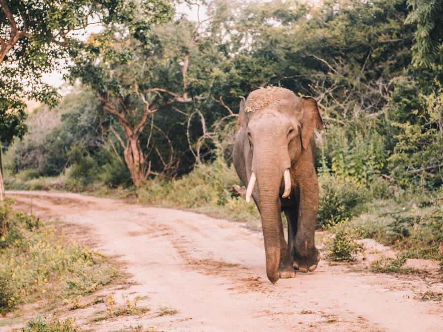 Un elefante caminando sobre un sendero de tierra rodeado de vegetación exuberante.