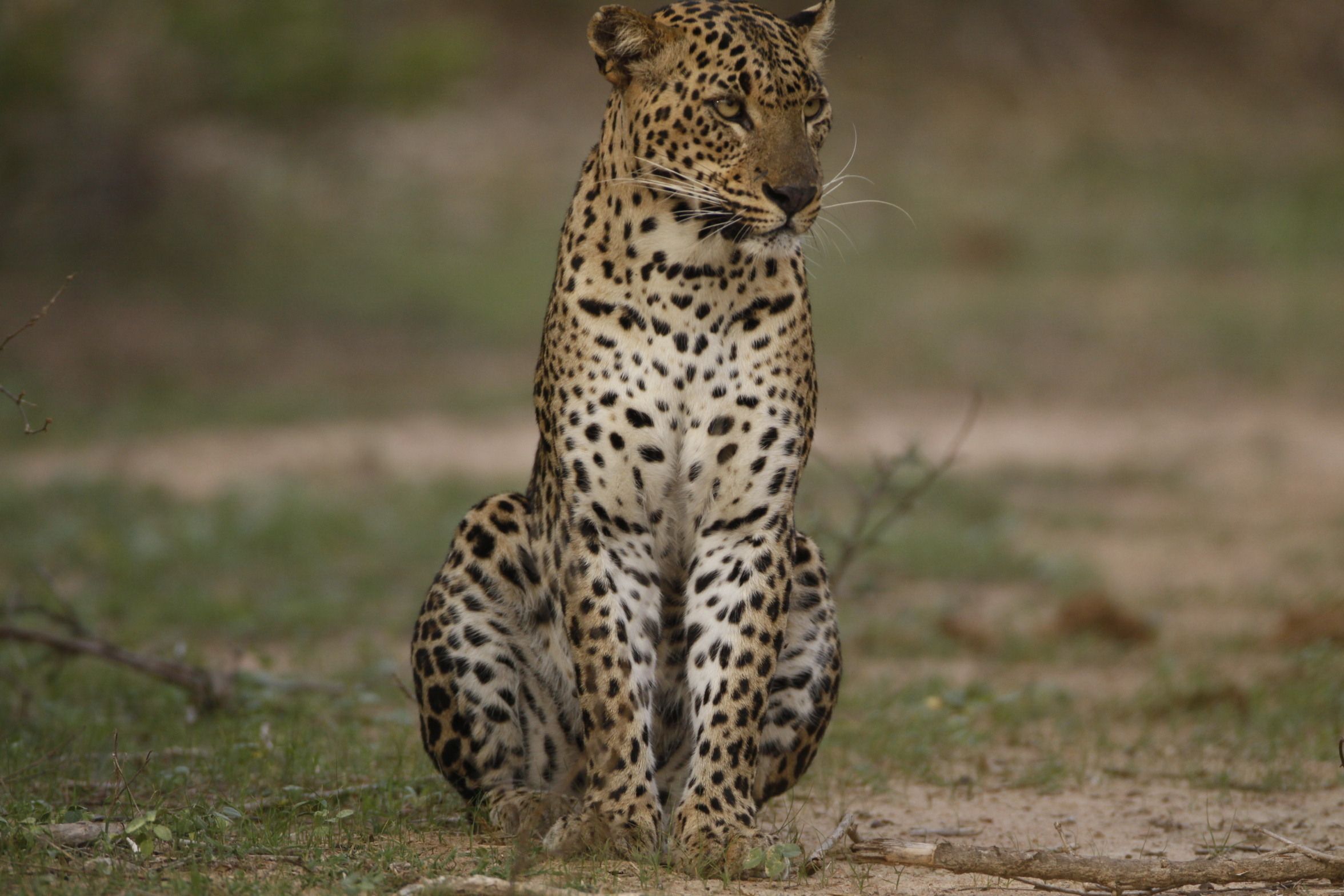 A leopard sitting on the ground.