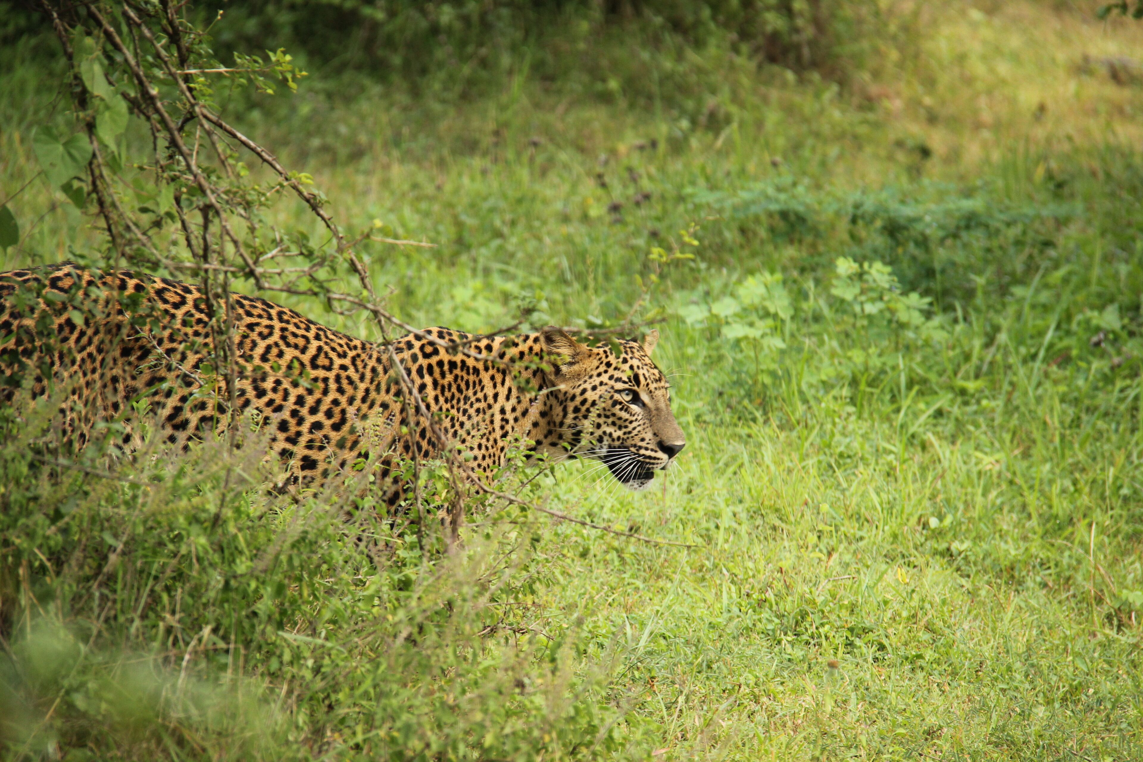 Un leopardo caminando por una zona cubierta de hierba.