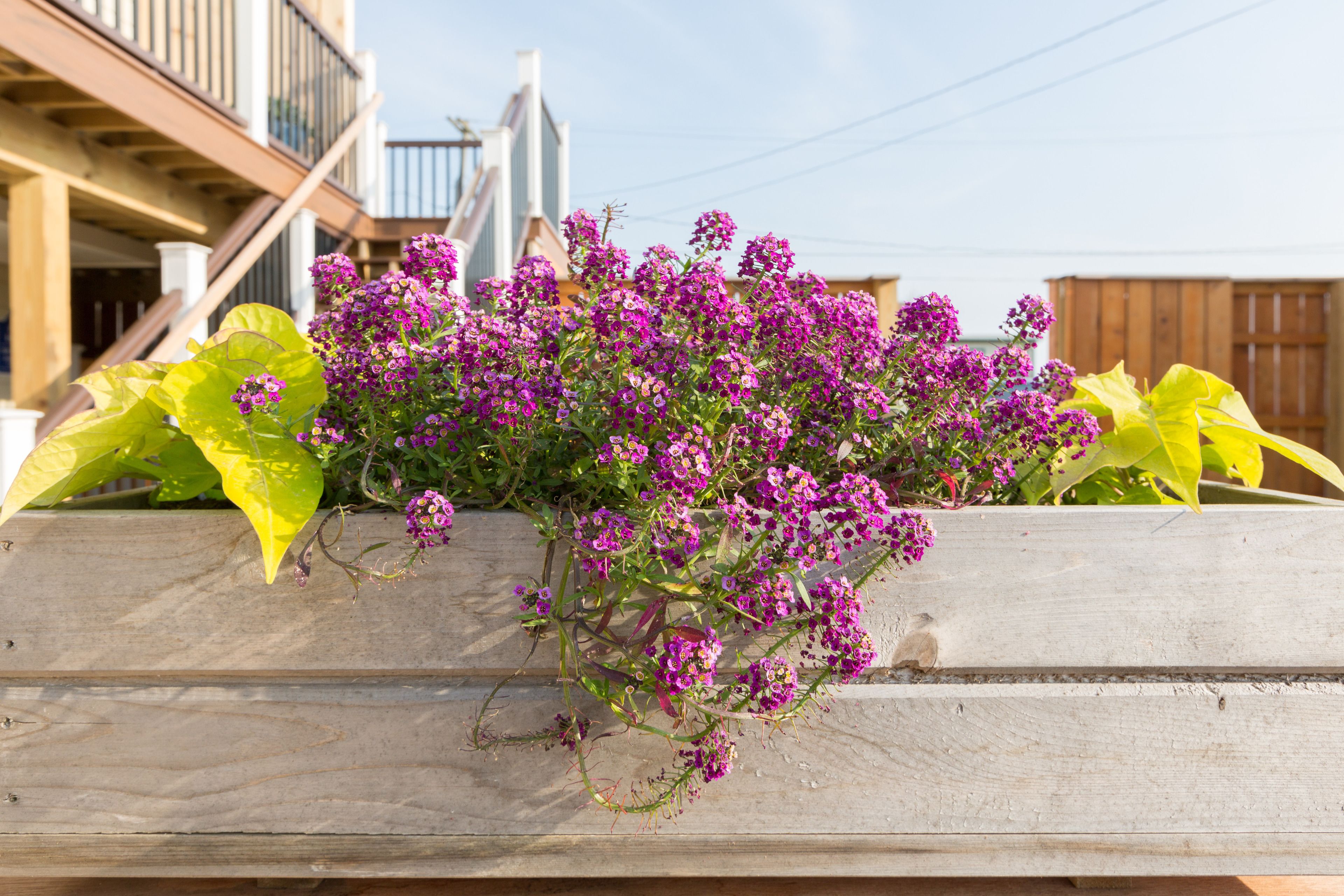 En trälåda med lila blommor och gröna blad.