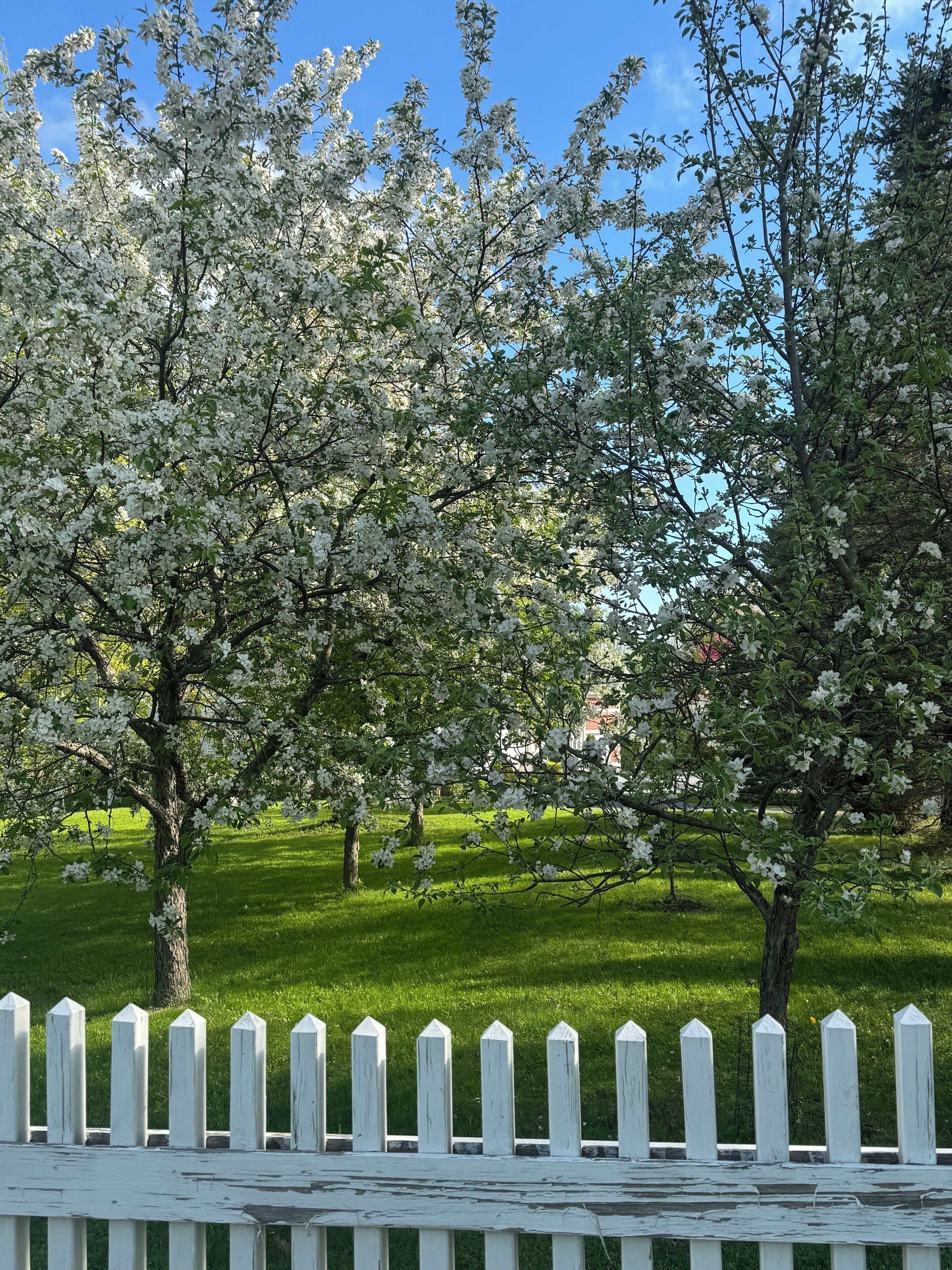 A park with blooming trees and a white picket fence.