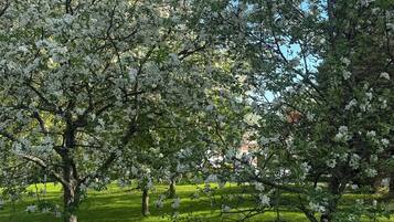 A park with blooming trees and a white picket fence.