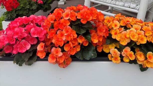 Un porche con columnas blancas, una banca y geranios en macetas de color rojo, rosa y naranja.