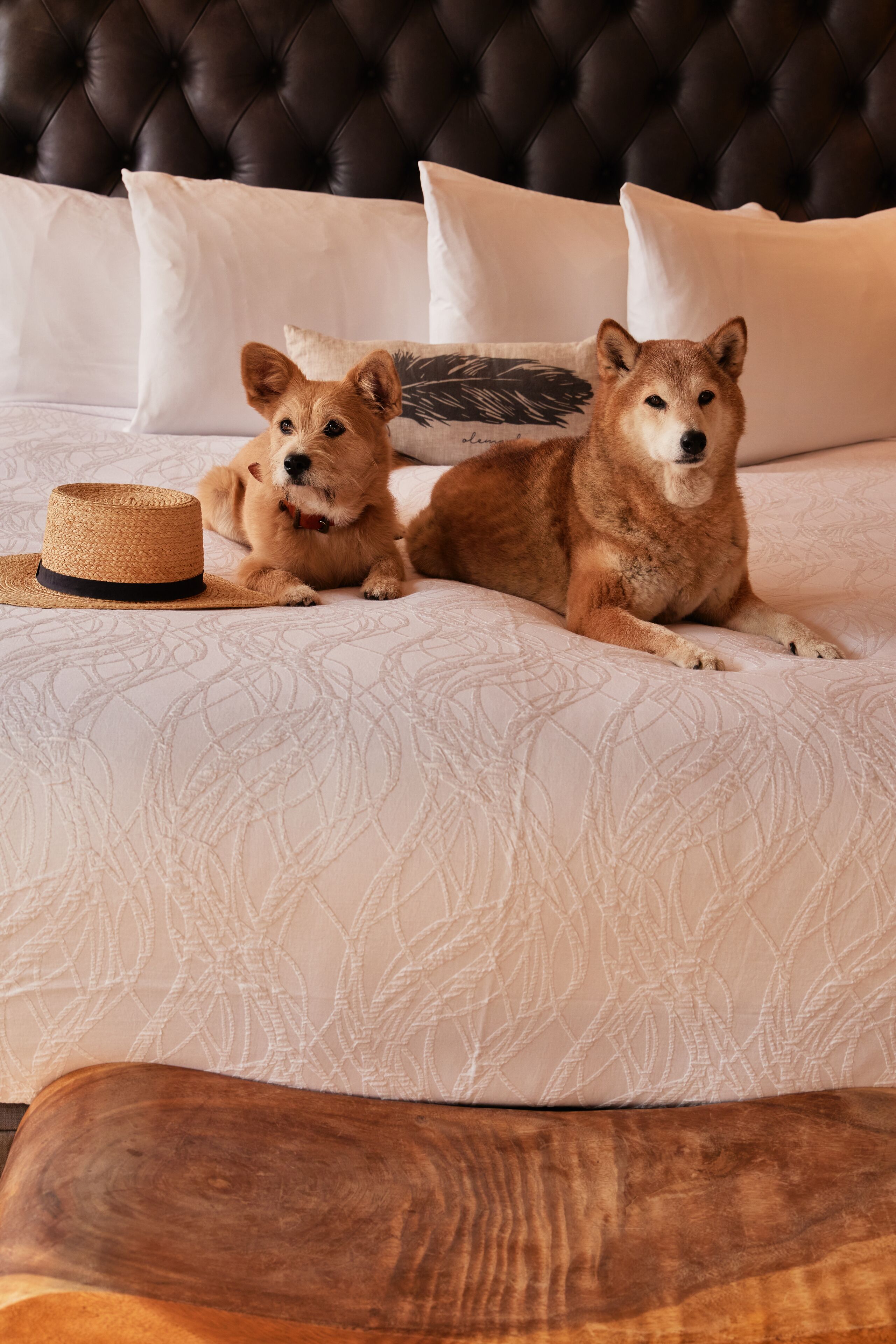 Twee honden liggen op een bed met een geweven hoed, een gestoffeerd hoofdeinde en beddengoed met een patroon.