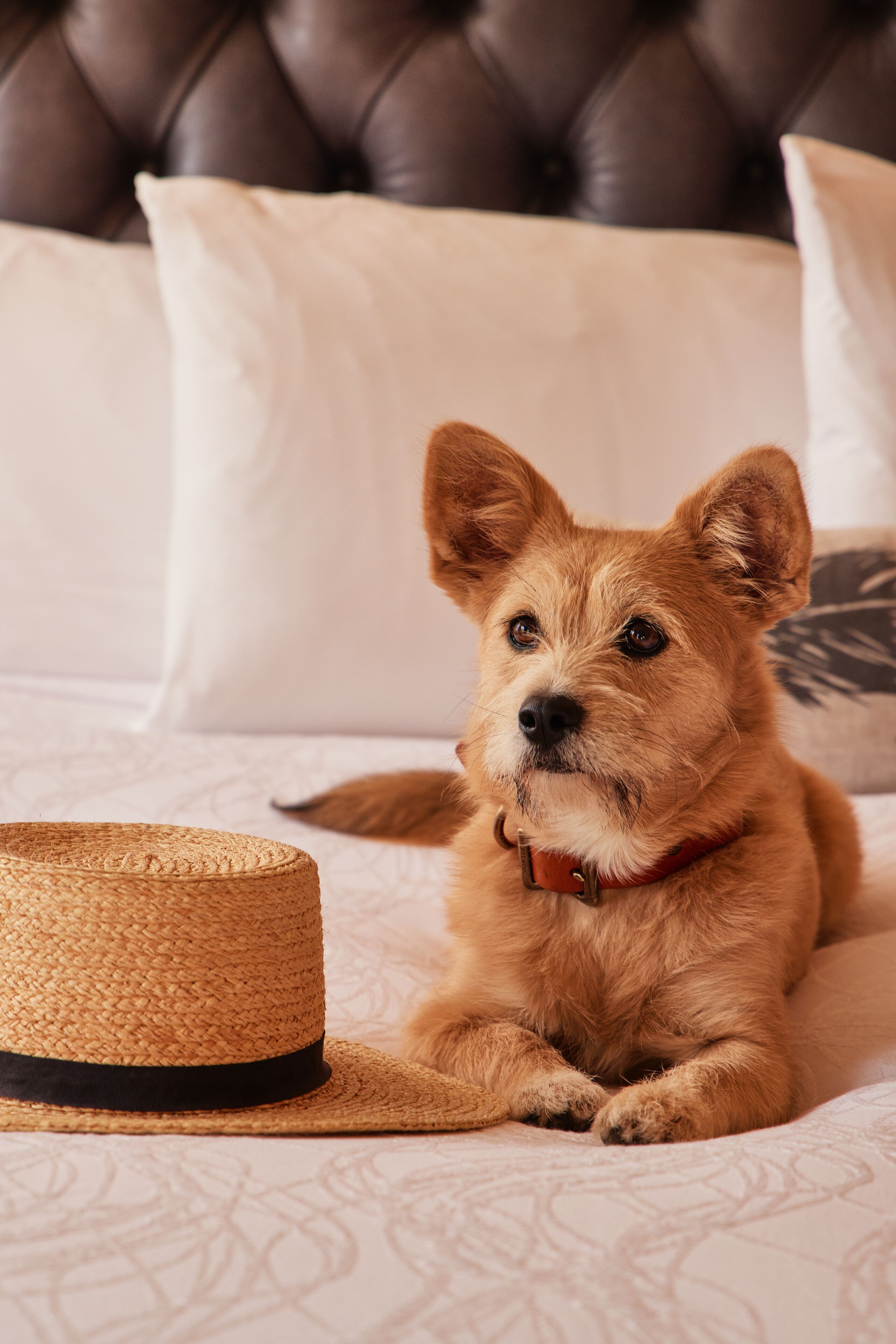 A dog lying on a bed with a straw hat and a pillow in the background.