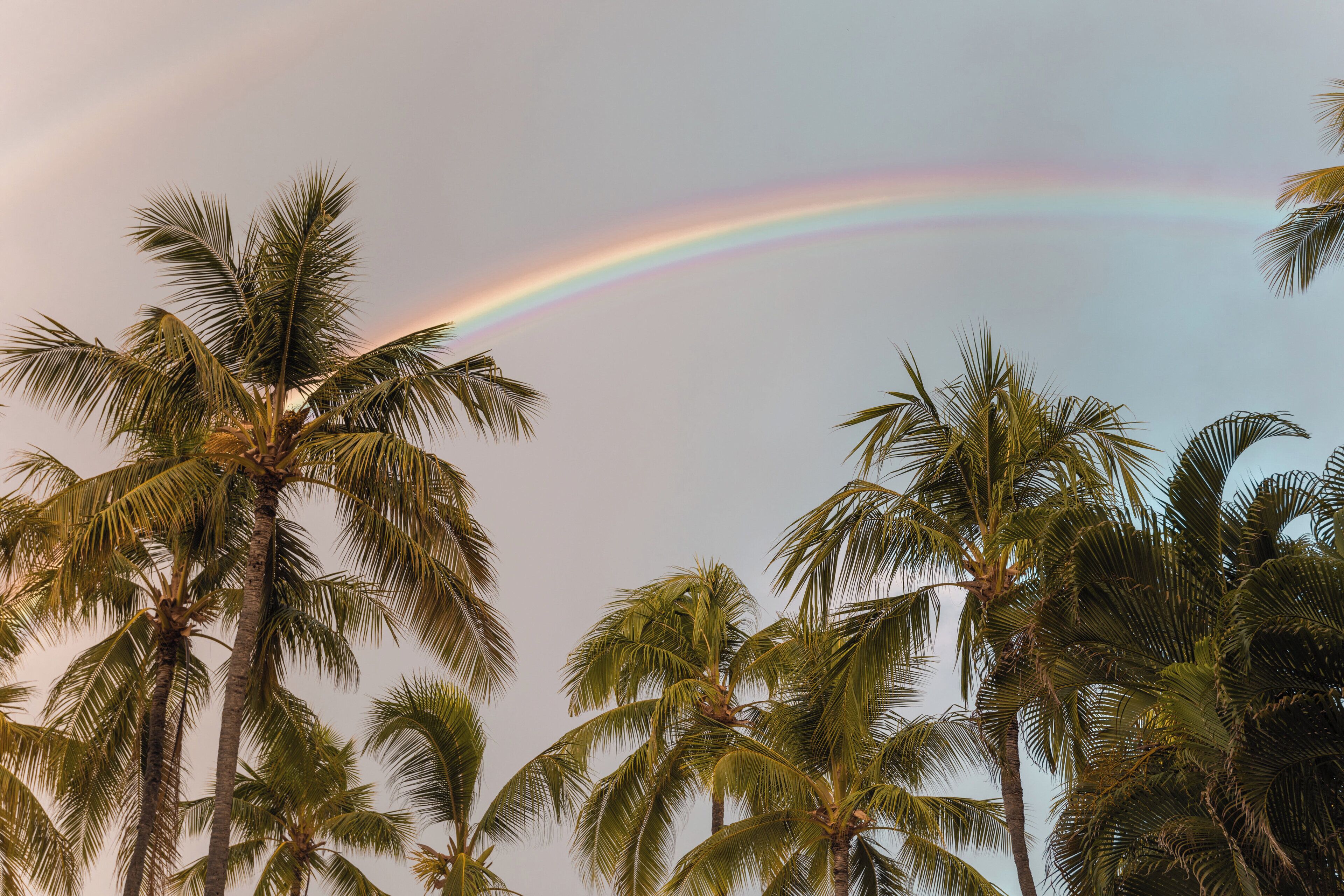 Photo - Ohia Waikiki Studio Suites