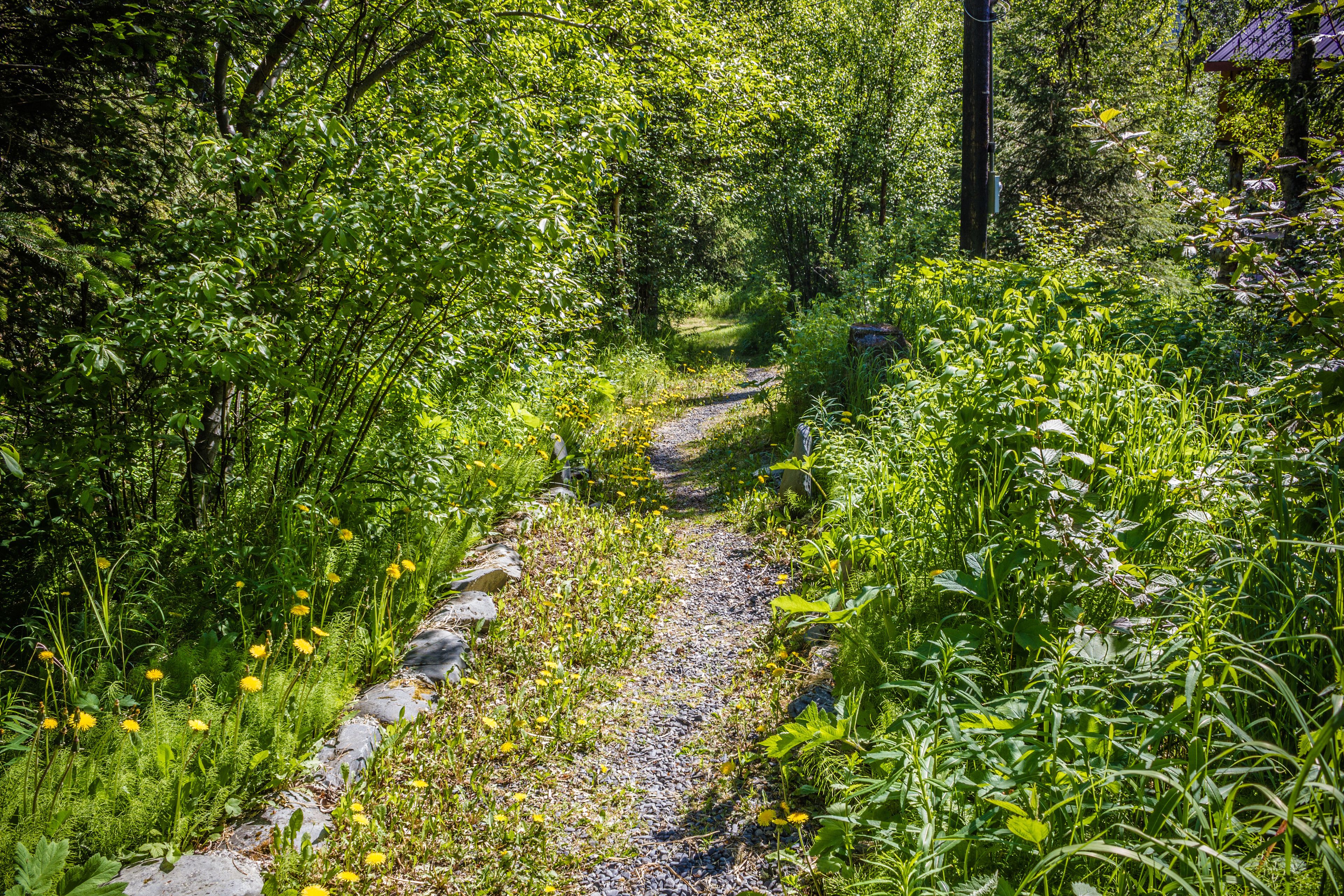 Un sentier étroit, pavé de pierres, qui traverse une forêt luxuriante et verdoyante, où le feuillage est dense et où l’on trouve de nombreuses fleurs sauvages.