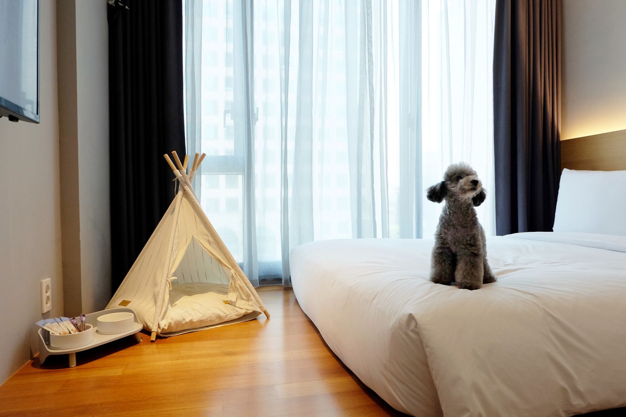 deluxe twin room - pet friendly | 1 bedroom, premium bedding, in-room safe, individually decorated