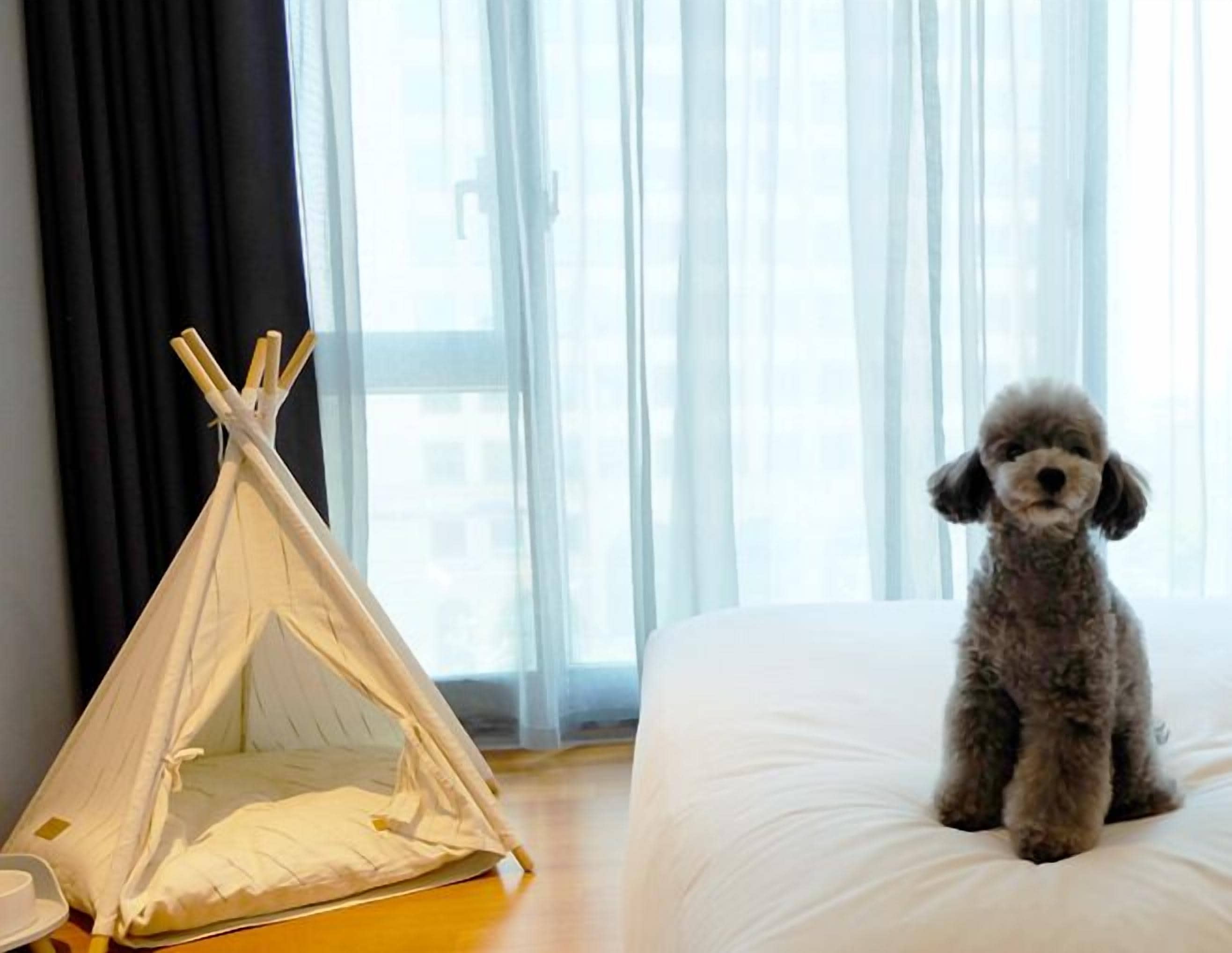 A small dog sitting on a bed with a white pillow and a white teepee tent beside it.
