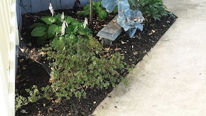 Un jardín con diversas plantas, una pequeña estatua y un camino de hormigón.