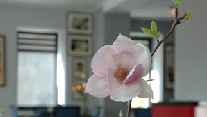A pink flower in a clear vase on a table in a modern room with red furniture and artwork on the walls. - Hotel Opera (Tarnowskie Gory)