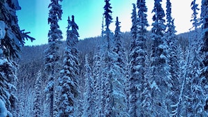 A serene winter landscape with a snow-covered forest and a frozen river. - Belle Neige Suites- Whistler (Whistler)