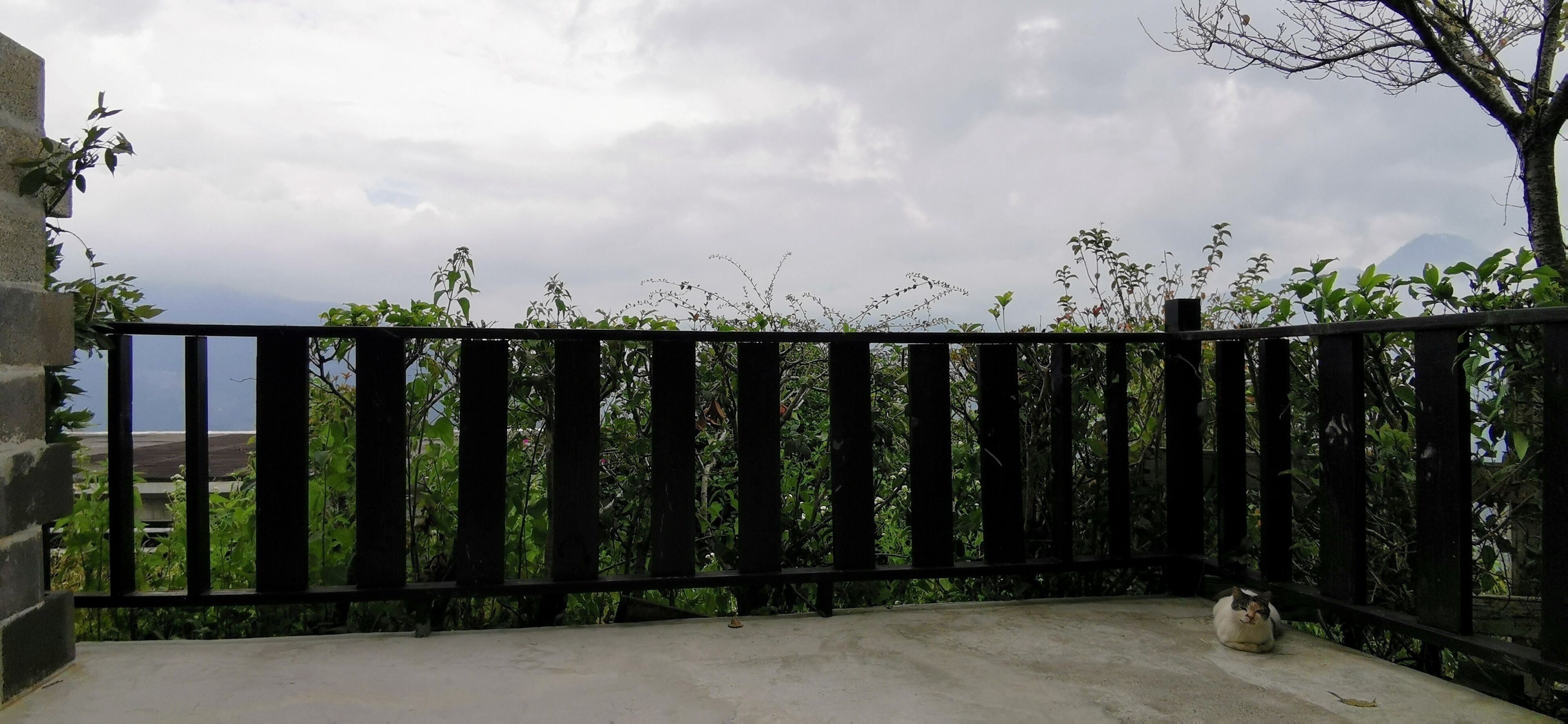 A balcony with a black railing, a cat sitting on the floor, and lush greenery in the background.