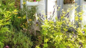 Una persona vestida de blanco sosteniendo un bol de ensalada en un invernadero con diversas plantas y una puerta de cristal.