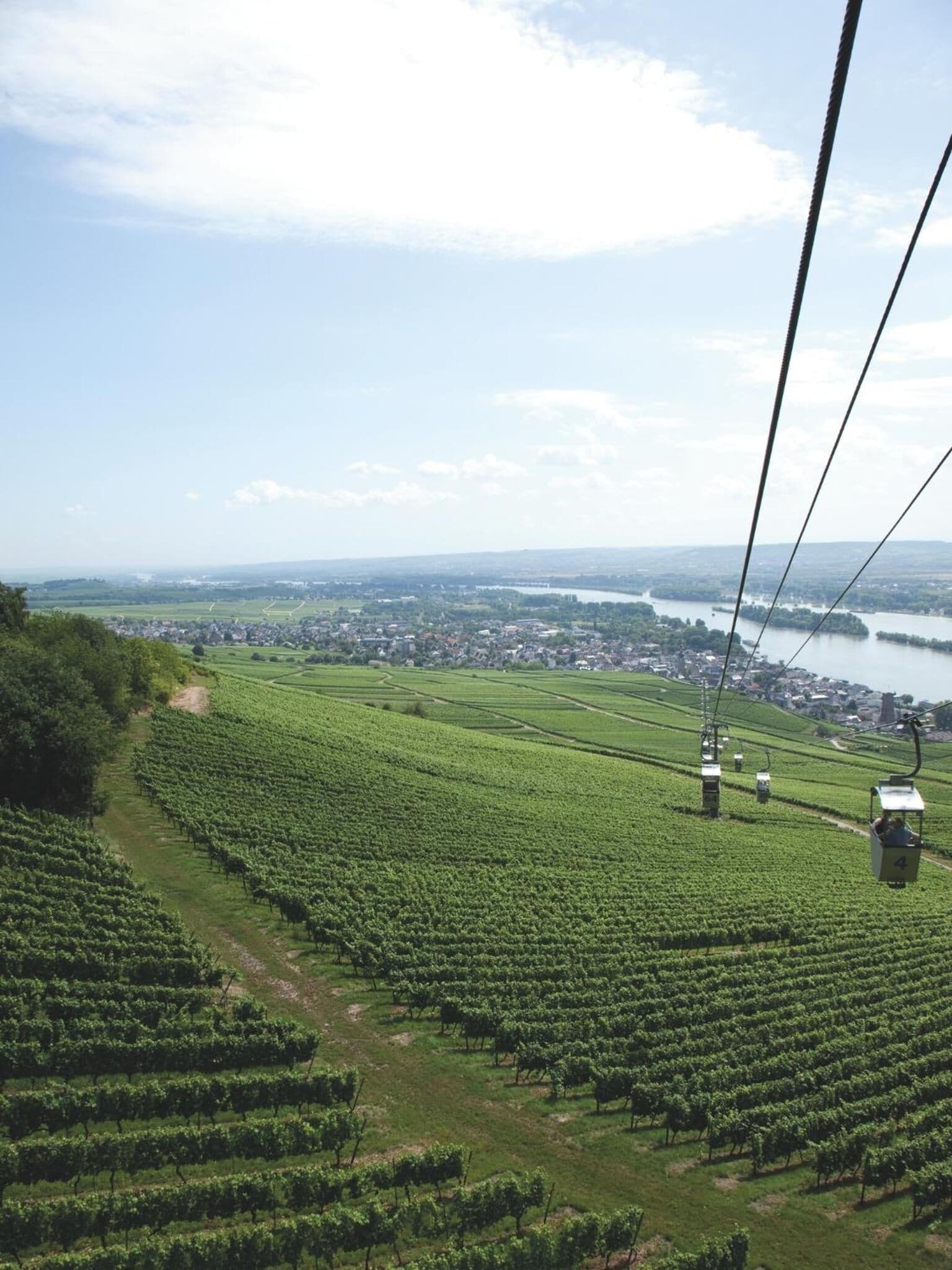 A vineyard with rows of grapevines and a cable car system.