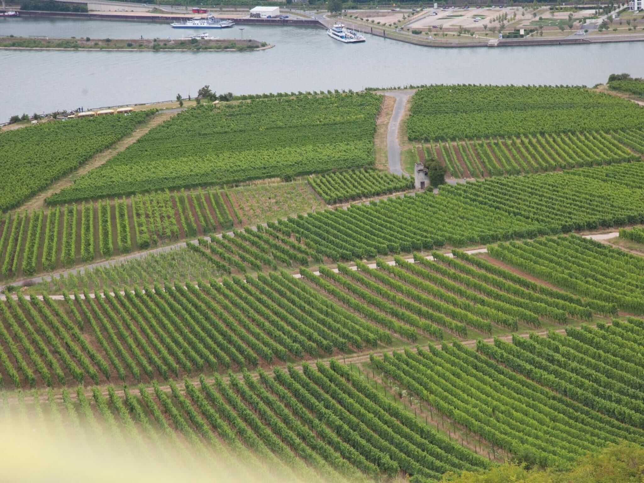 An aerial view of a vineyard with rows of grapevines, a river in the background, and a small building in the center.