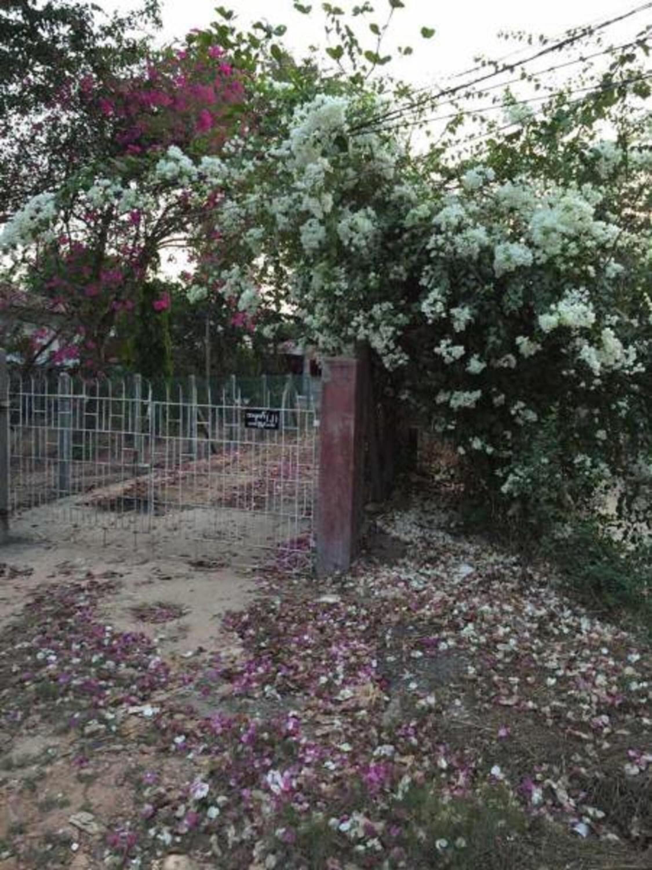 Zona resguardada con valla metálica y un árbol de flores blancas.