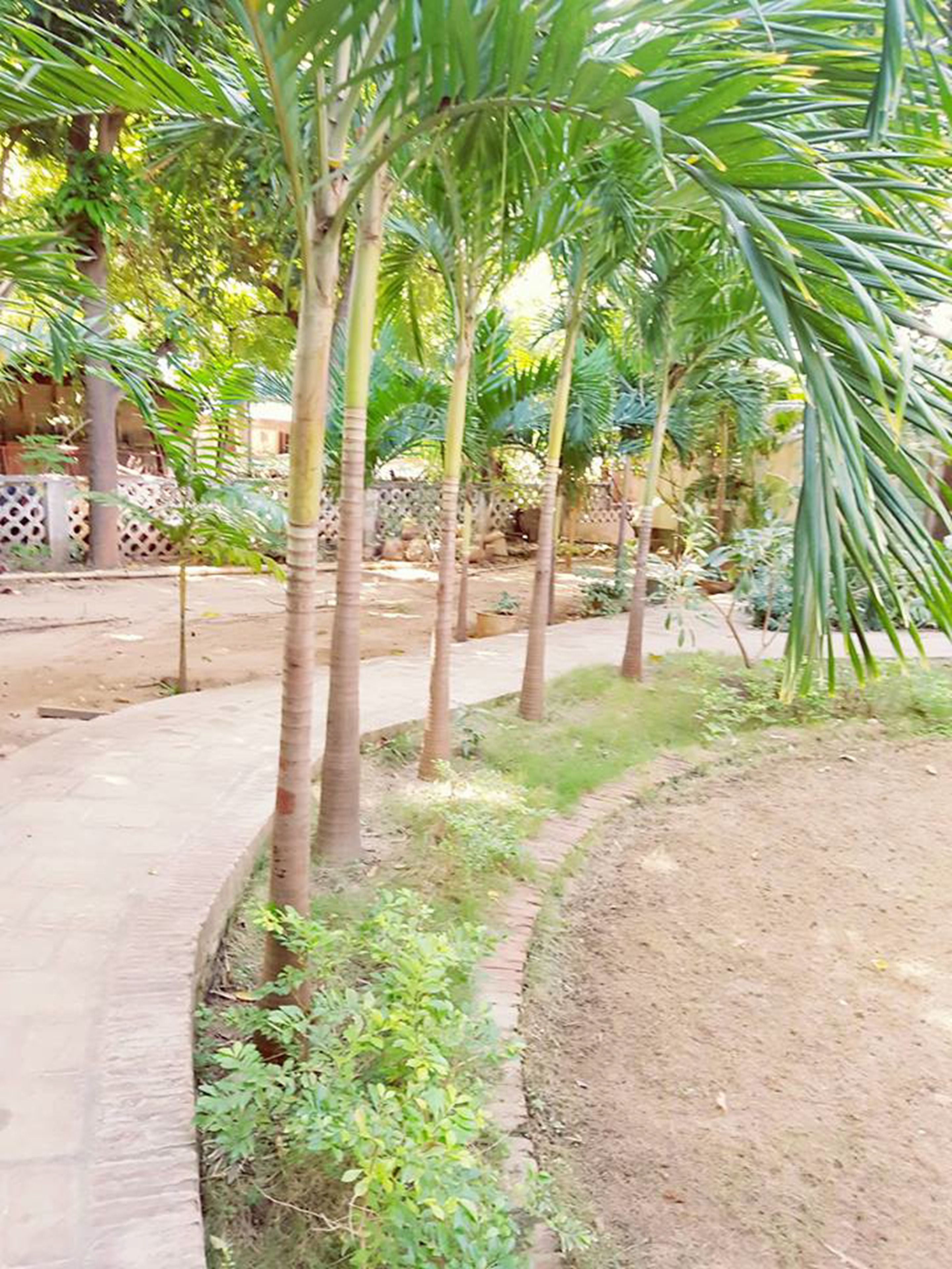A pathway lined with palm trees and a concrete border, leading to a building with a lattice fence in the background.