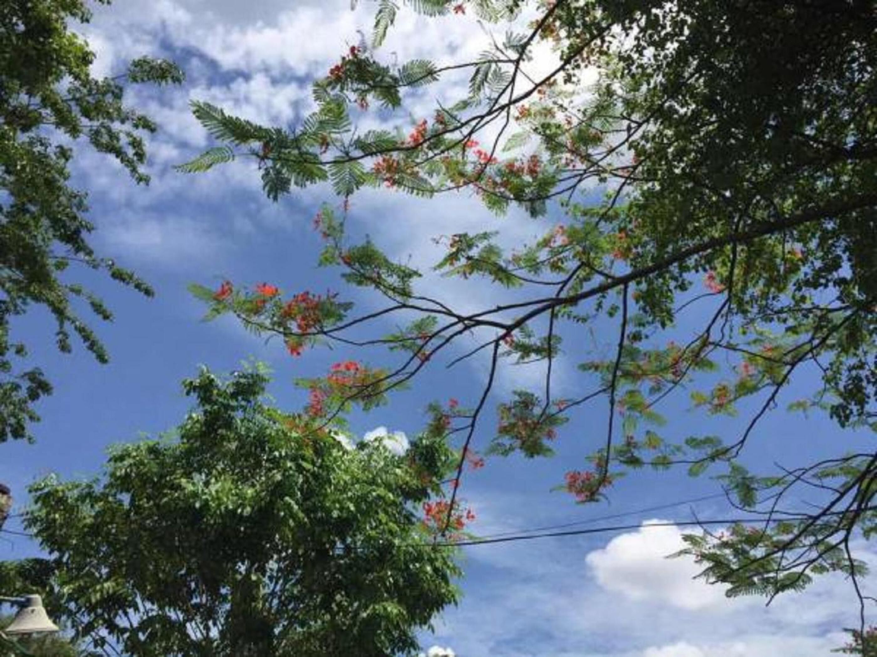 Un árbol con hojas verdes y flores rojas contra un cielo azul con nubes.