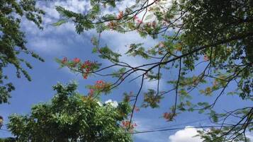 Un árbol con hojas verdes y flores rojas contra un cielo azul con nubes.