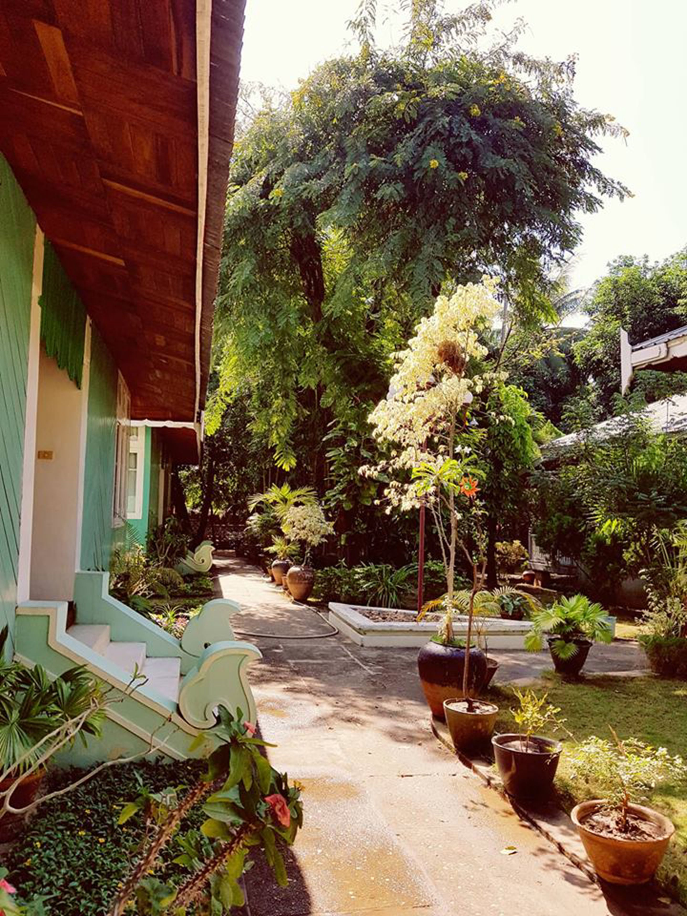 Un camino que lleva a un edificio con fachada verde y un jardín con macetas de plantas variadas y un árbol con flores blancas.