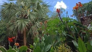 Un jardín con diversas plantas y flores, una palmera y un cielo azul despejado.