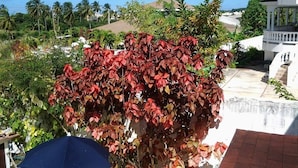 A view of a building with a white facade and a balcony. There is a tree with red leaves in the foreground. - Sungold House Barbados (Speightstown)